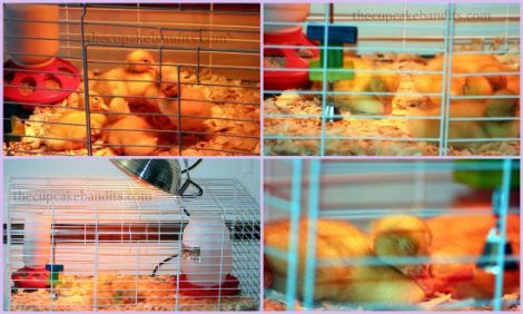 Raising Ducks For The First Time Image
